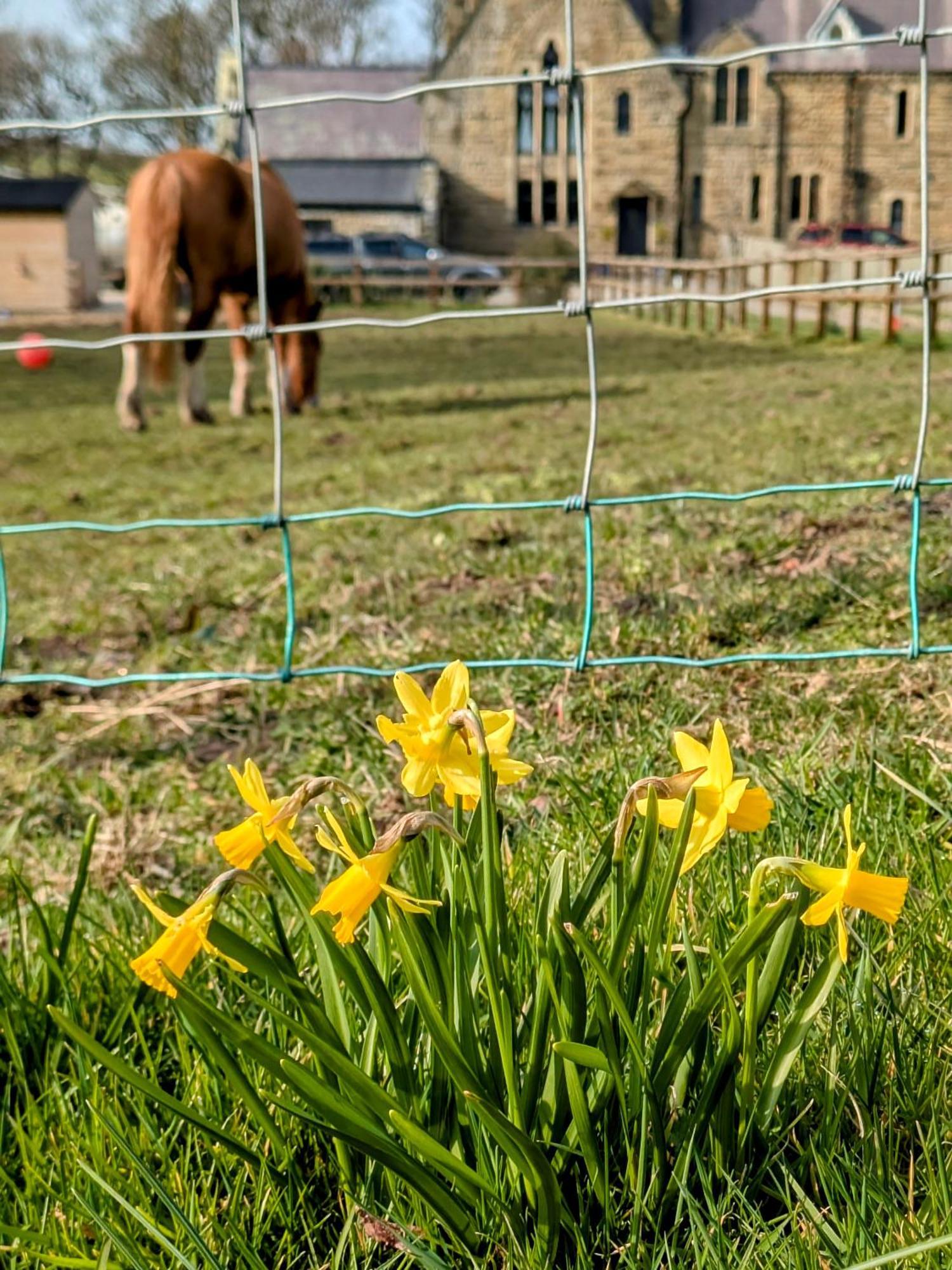 Emlyn'S Coppice - Luxury Woodland Glamping Villa Holywell  Luaran gambar